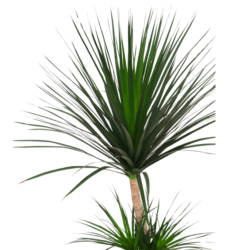 Dracaena Draco (Dragon Tree) (1.7m)