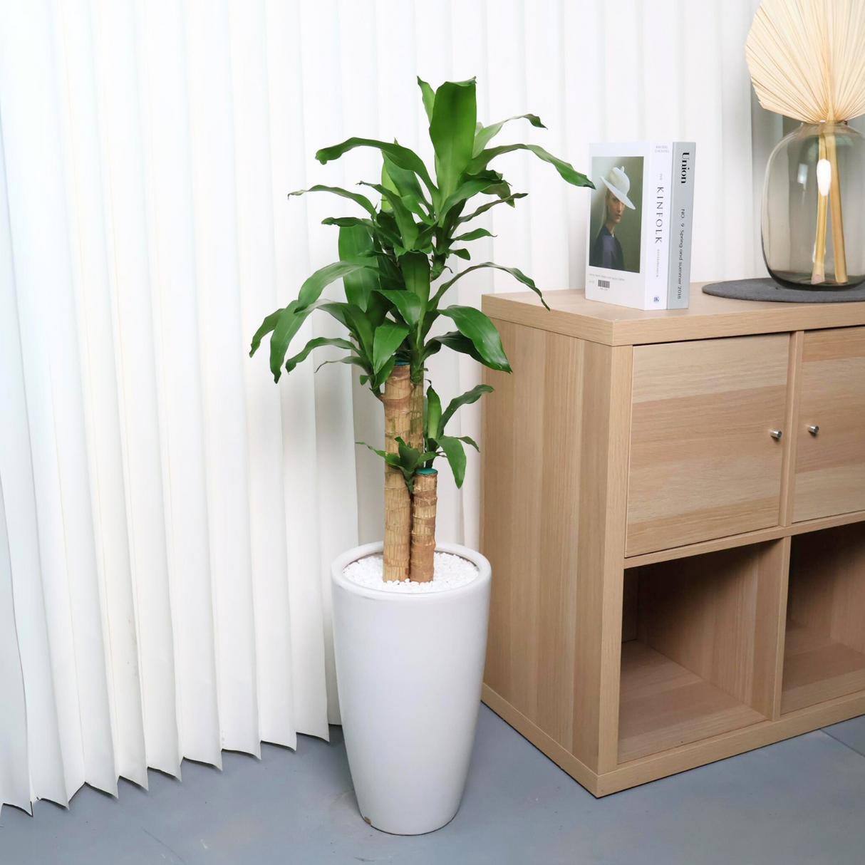 Dracaena Iron Tree in Ceramic Pot (1.1m)