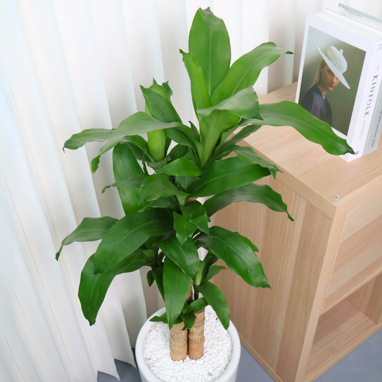Dracaena Iron Tree in Ceramic Pot (1.1m)