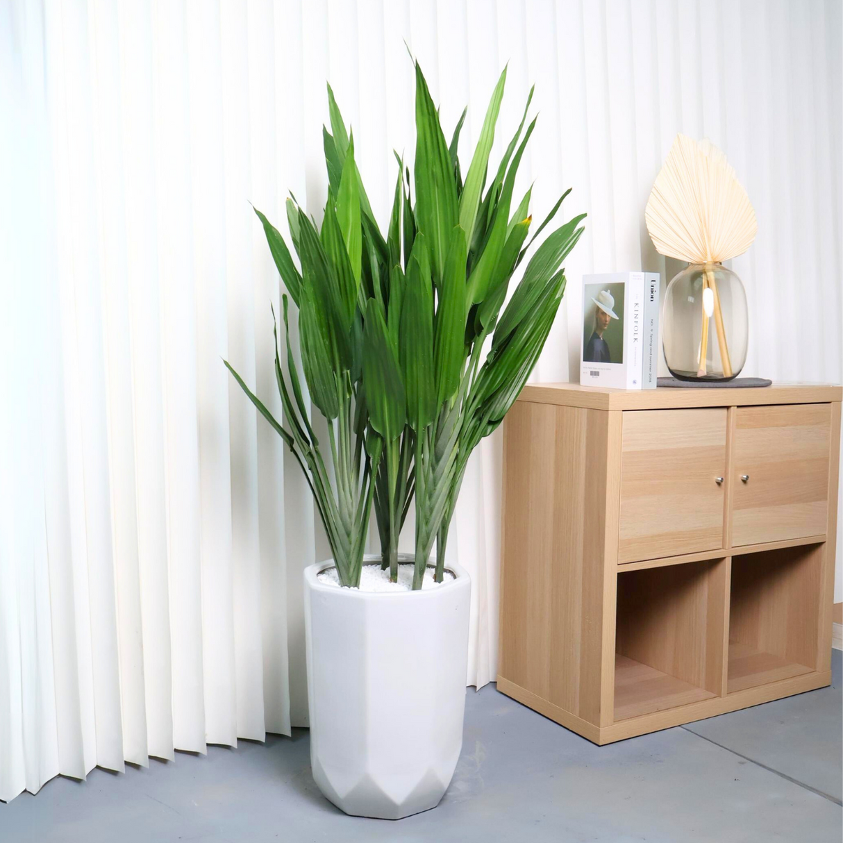 Dracaena Lance in Ceramic Pot