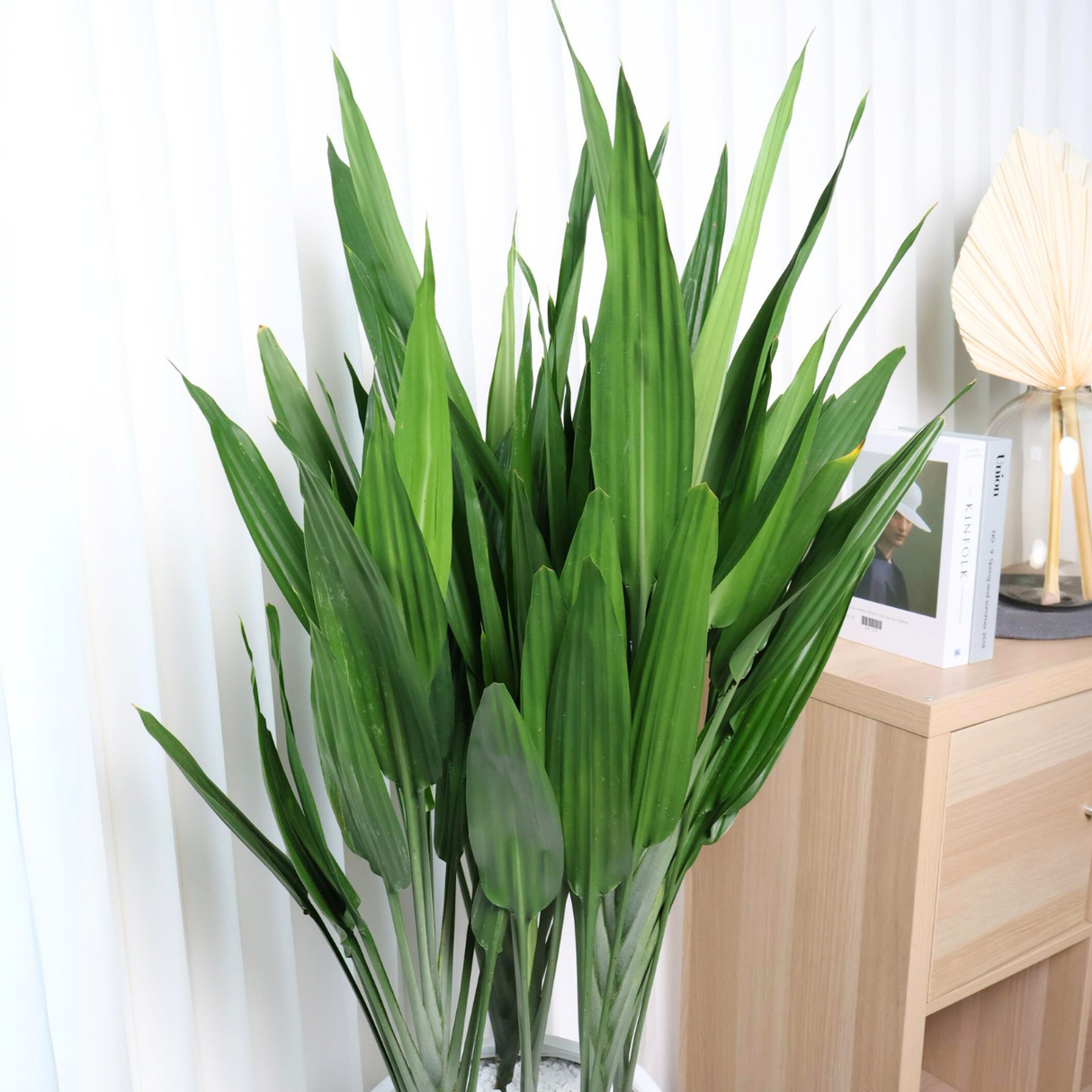 Dracaena Lance in Ceramic Pot