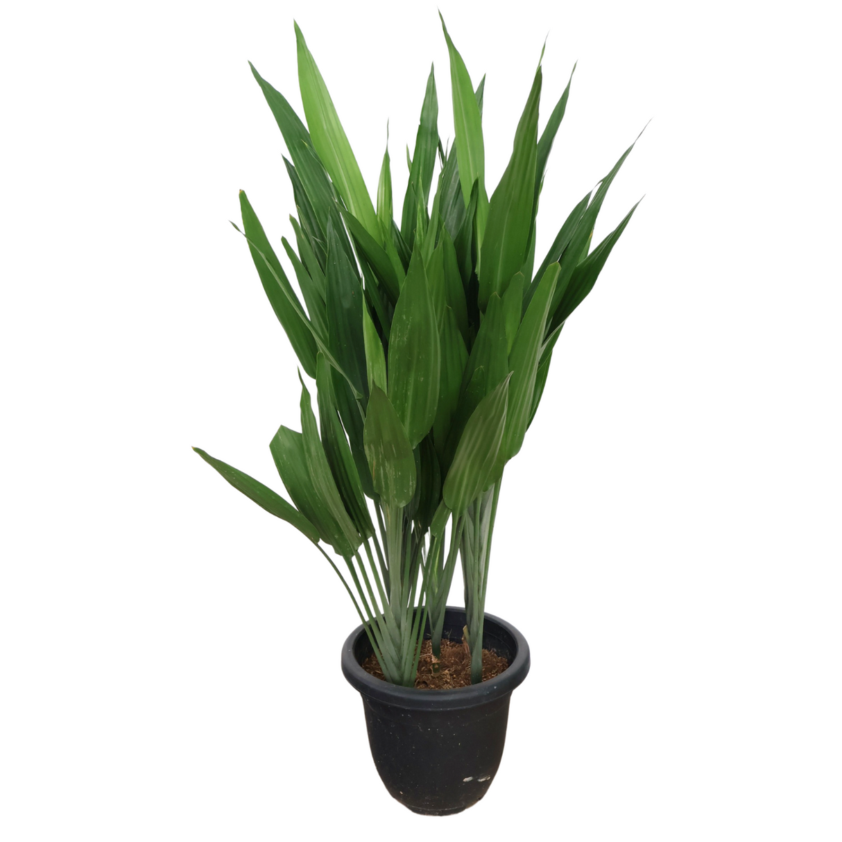 Dracaena Lance in Ceramic Pot