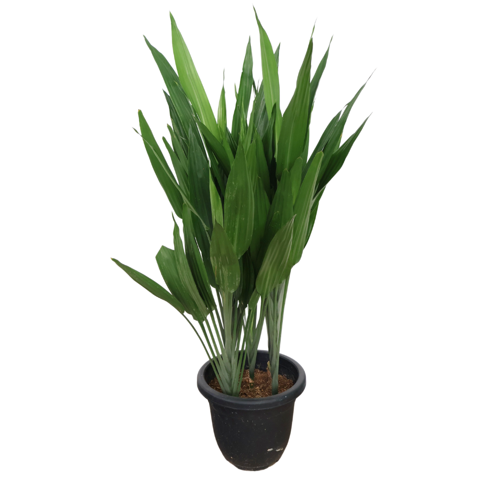 Dracaena Lance