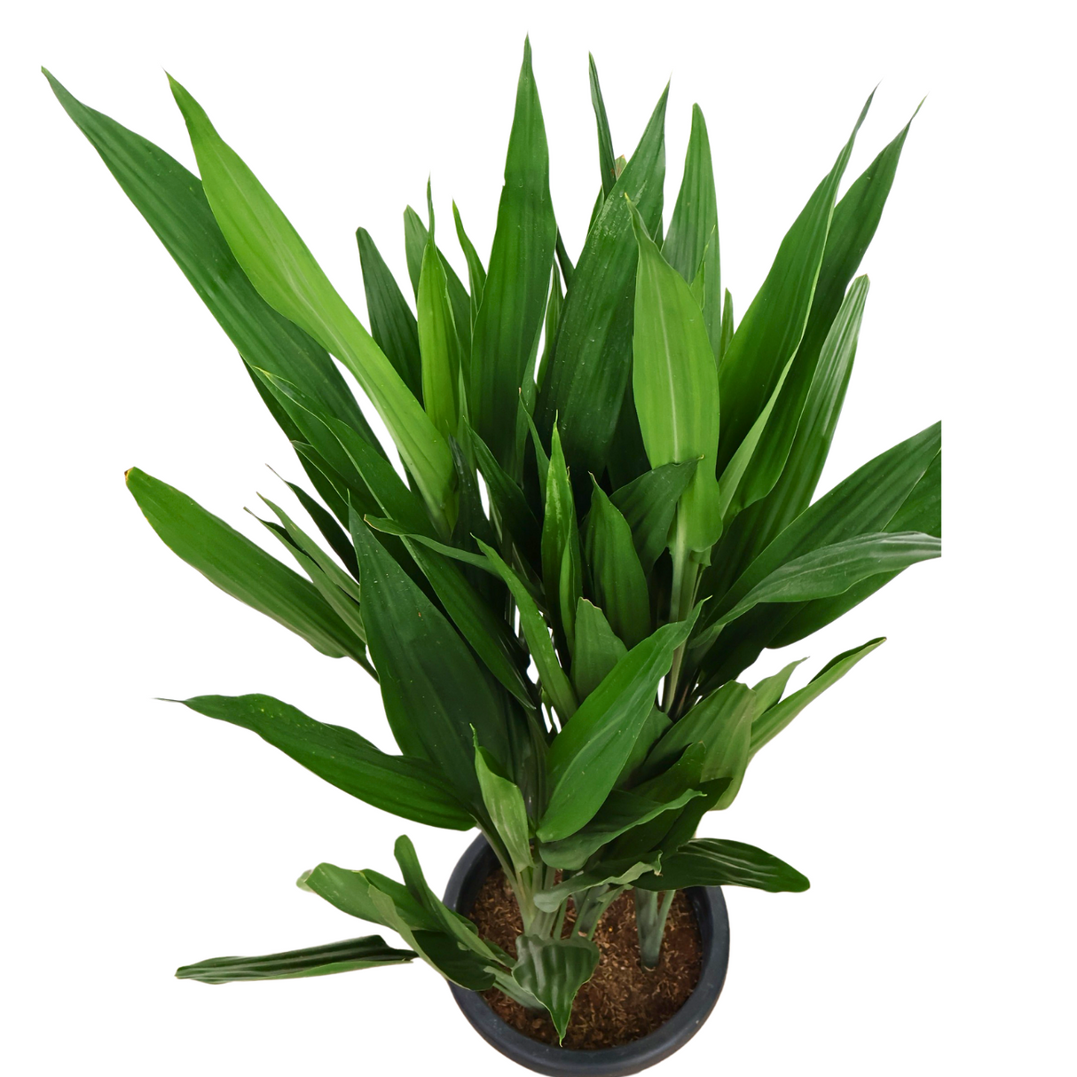 Dracaena Lance in Ceramic Pot