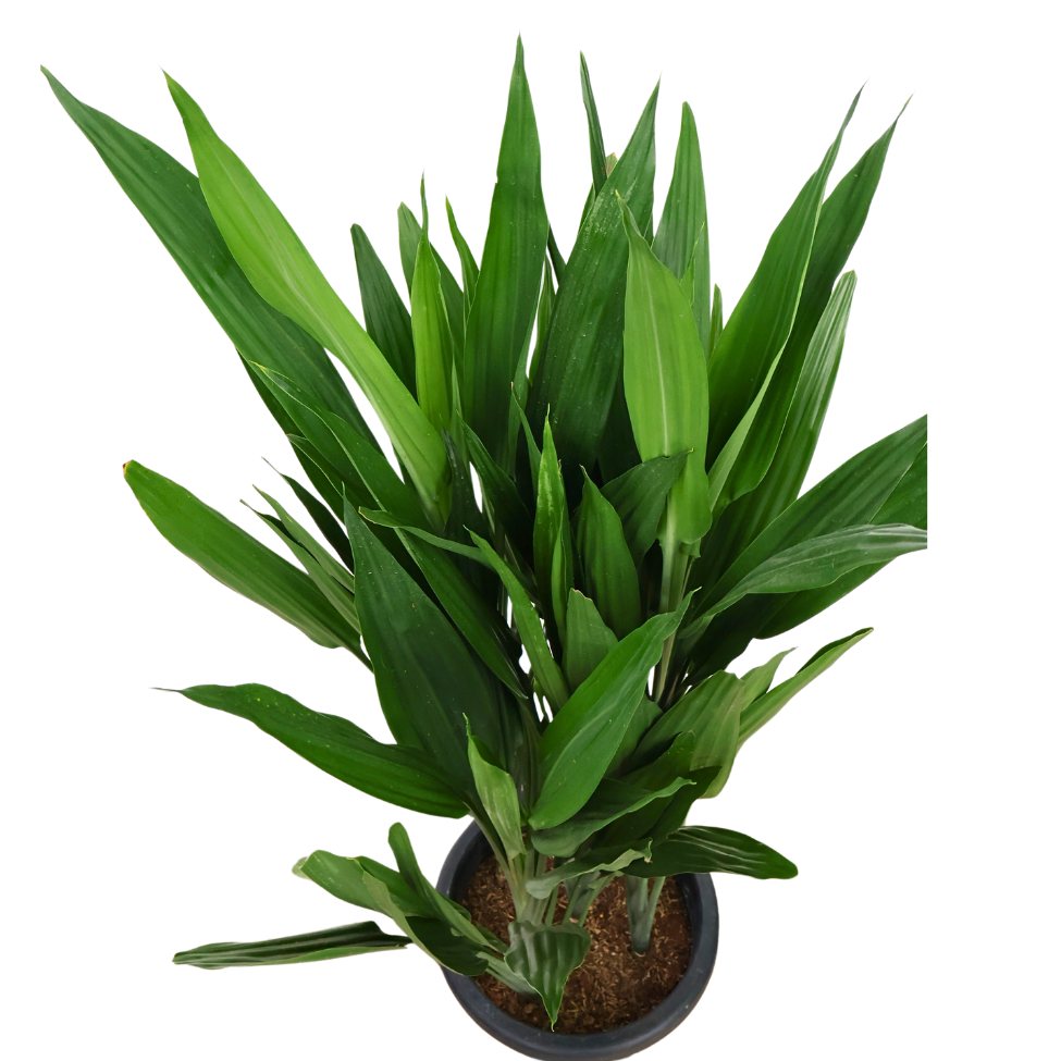 Dracaena Lance