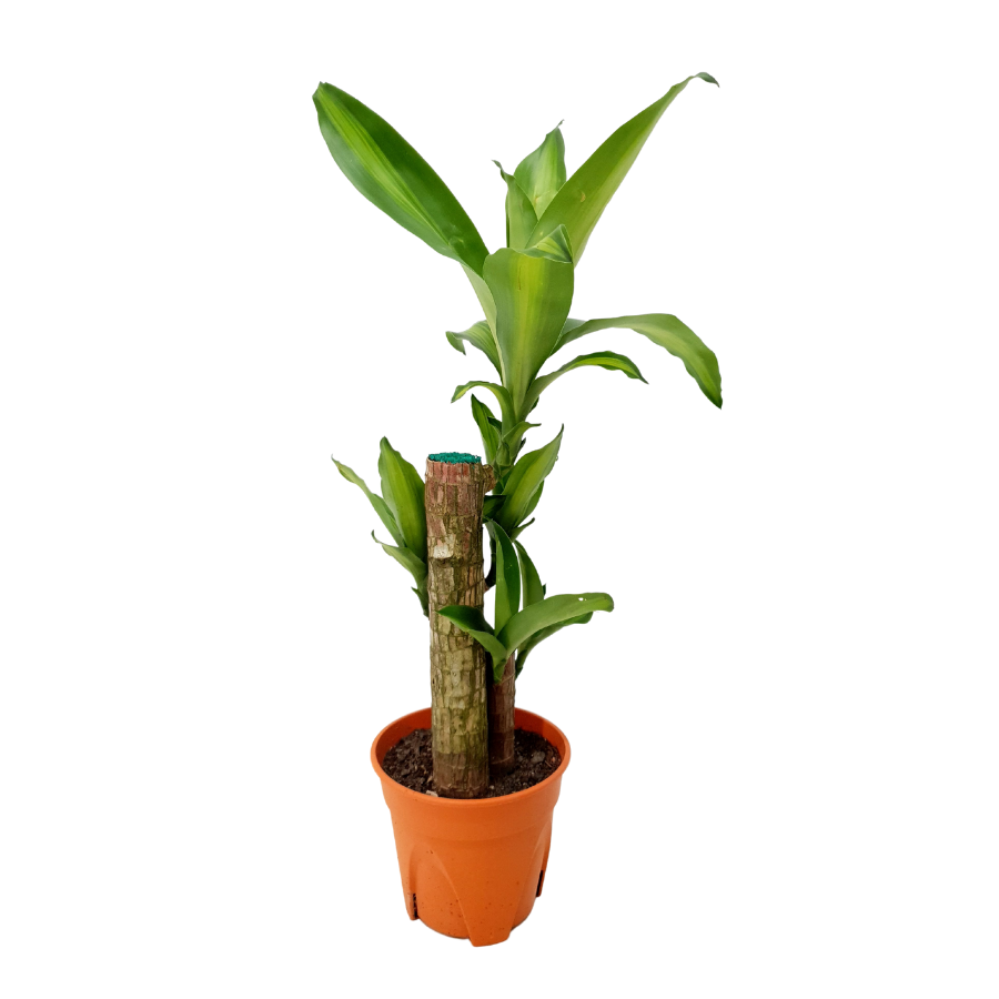 Dracaena Fragrans (Iron Tree)