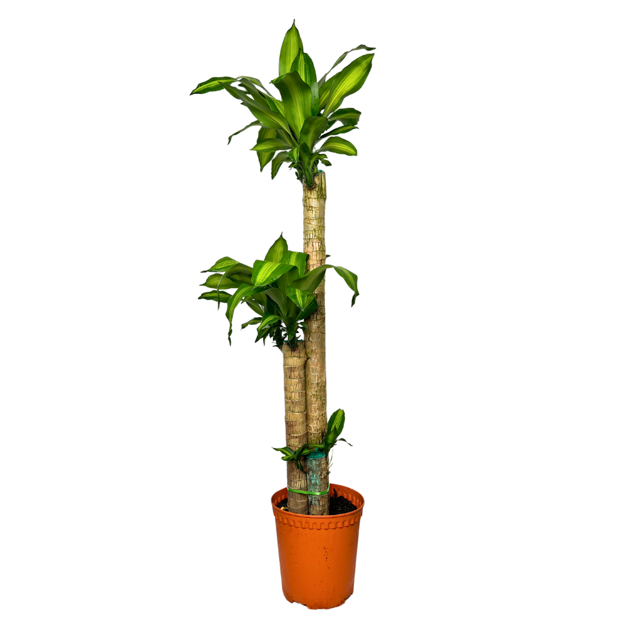 Dracaena Iron Tree