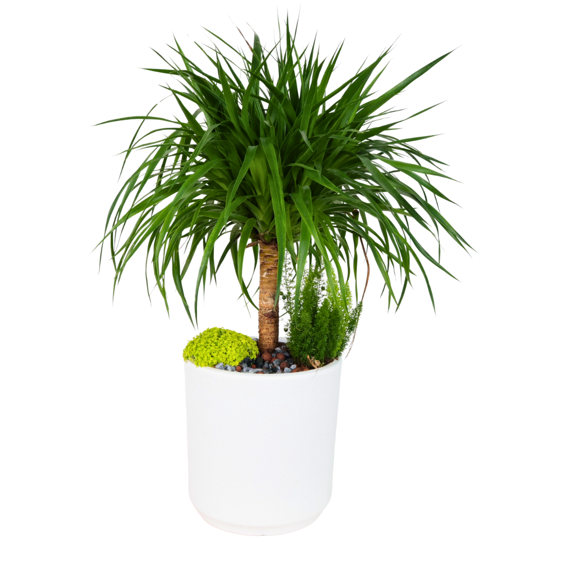 Dracaena Draco (Dragon Tree) in Ceramic Pot