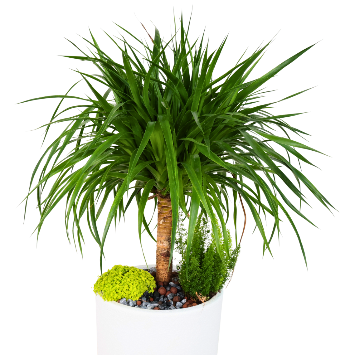 Dracaena Draco (Dragon Tree) in Ceramic Pot