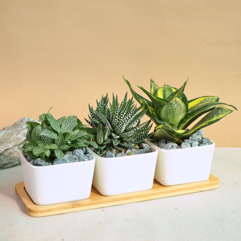 Assorted houseplants in flowerpots.