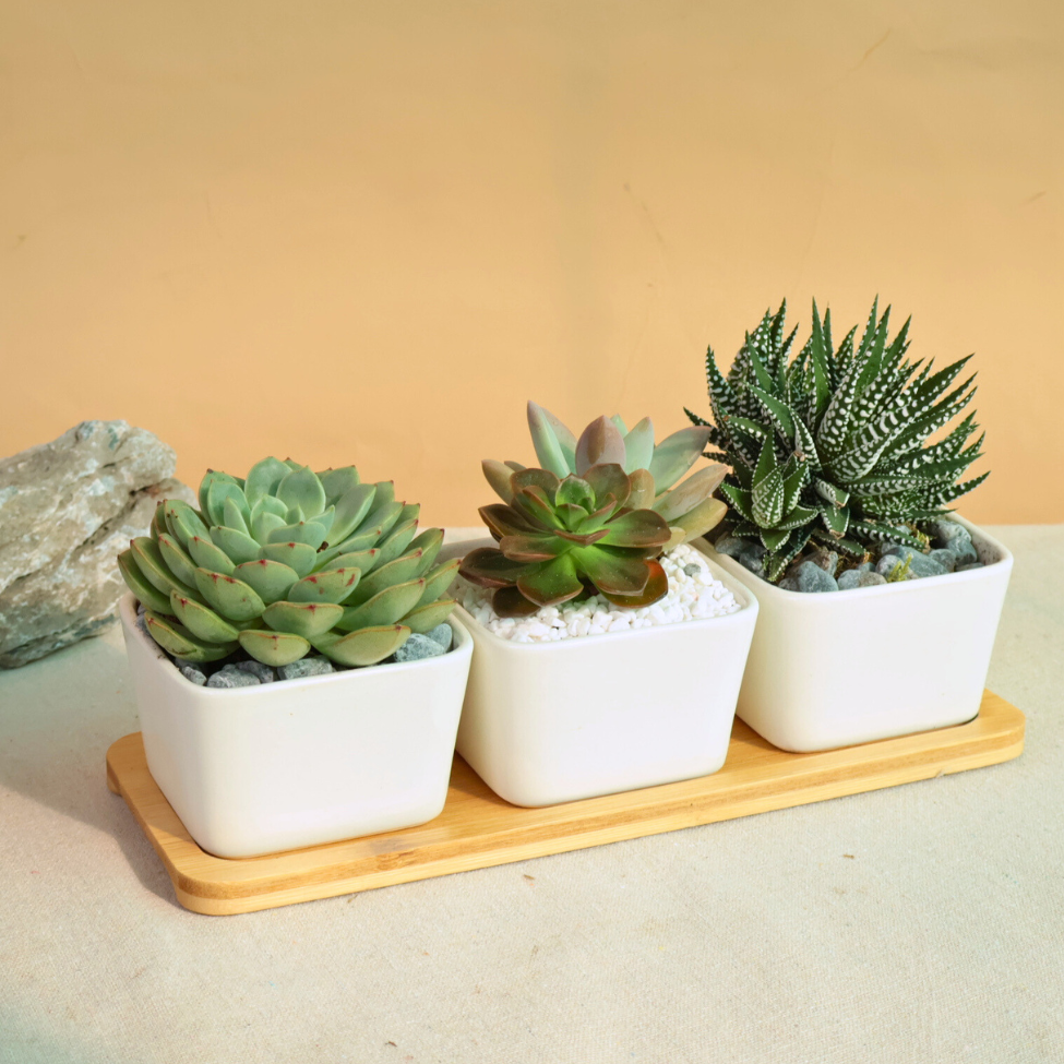 Mini Garden - Set of 3