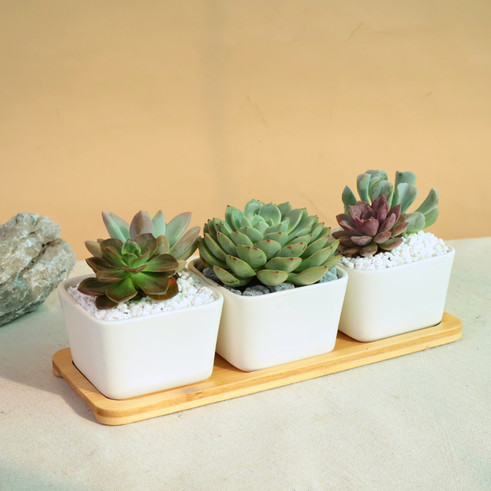 Mini Garden - Set of 3