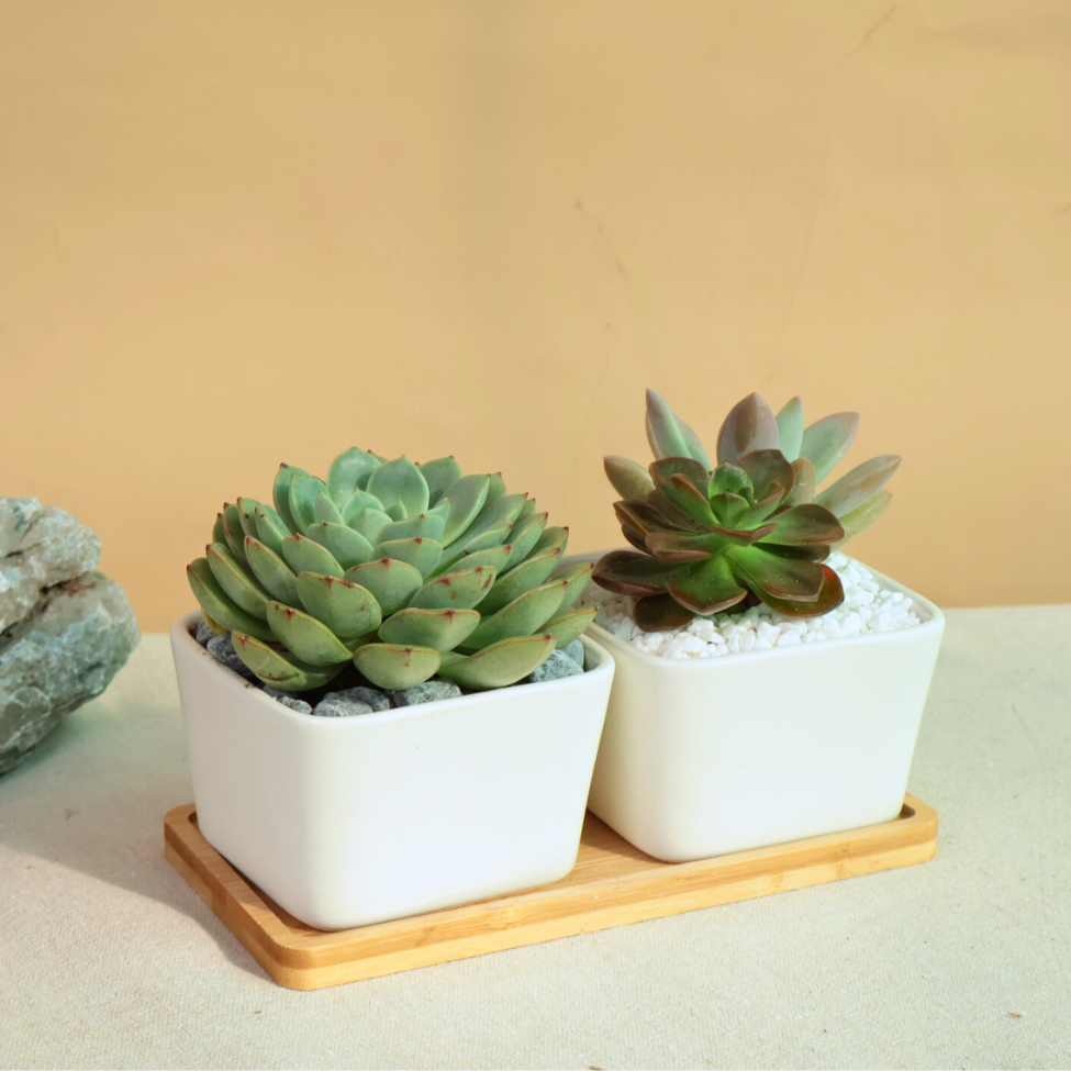 Mini Garden - Set of 2