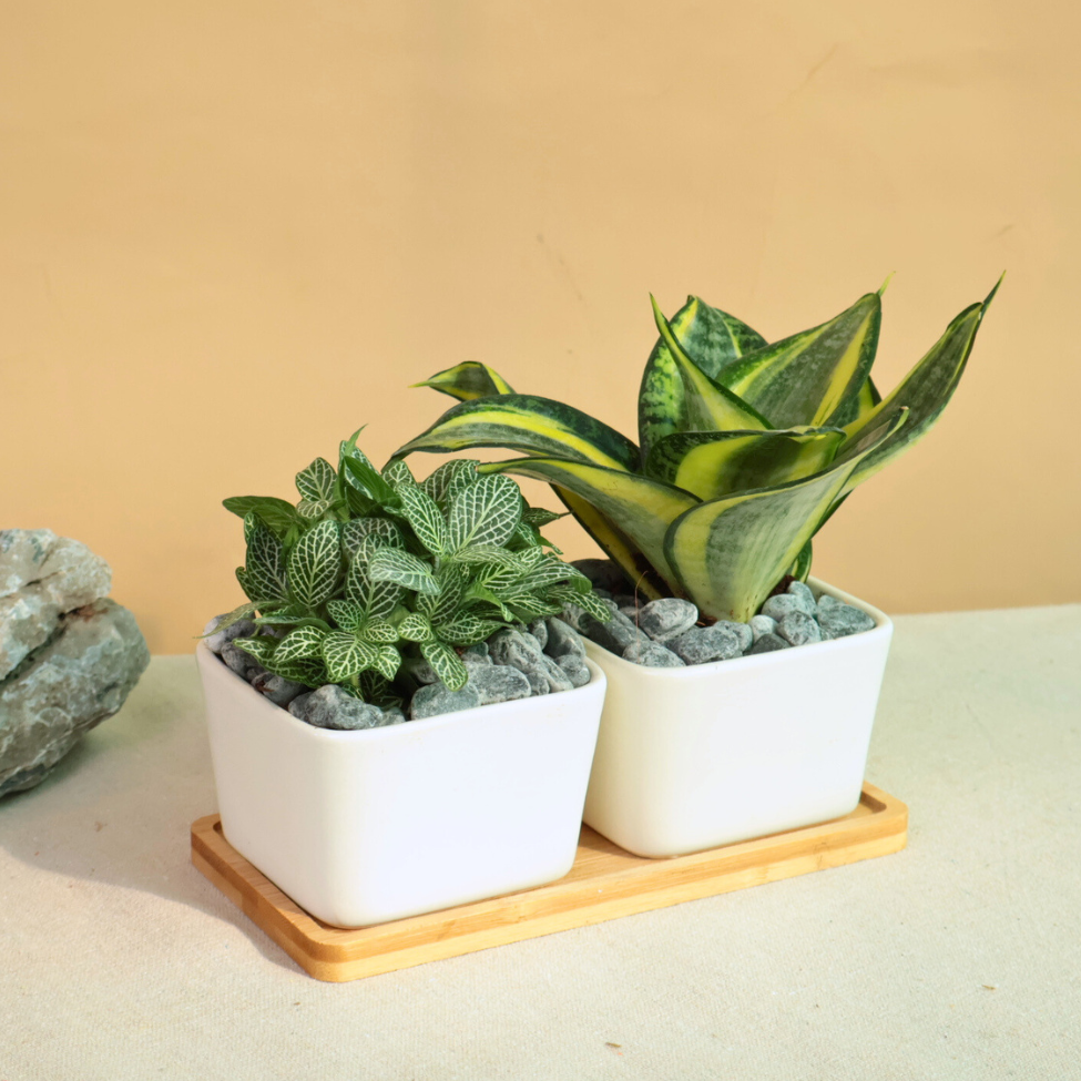 Mini Garden - Set of 2