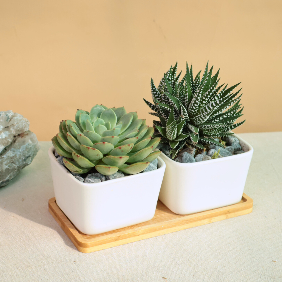 Mini Garden - Set of 2