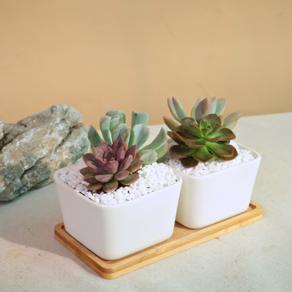 Pachyphytum succulent plant in ceramic flowerpot.