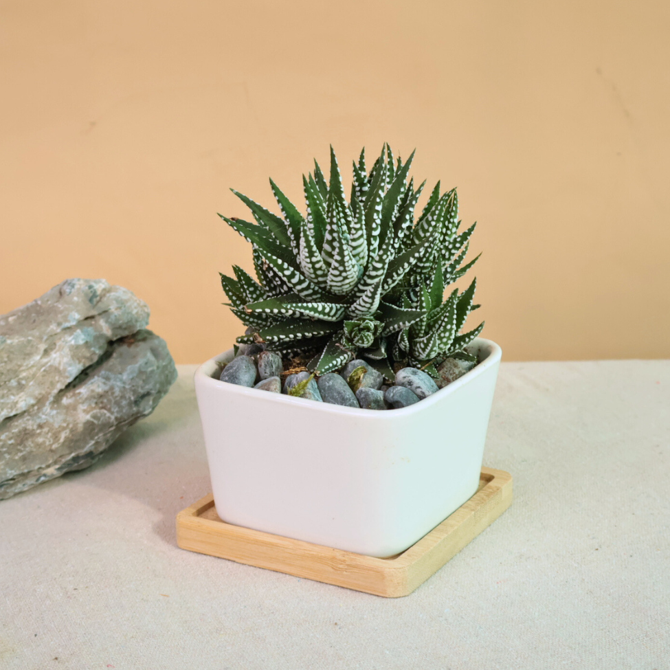 Mini Garden - Set of 1