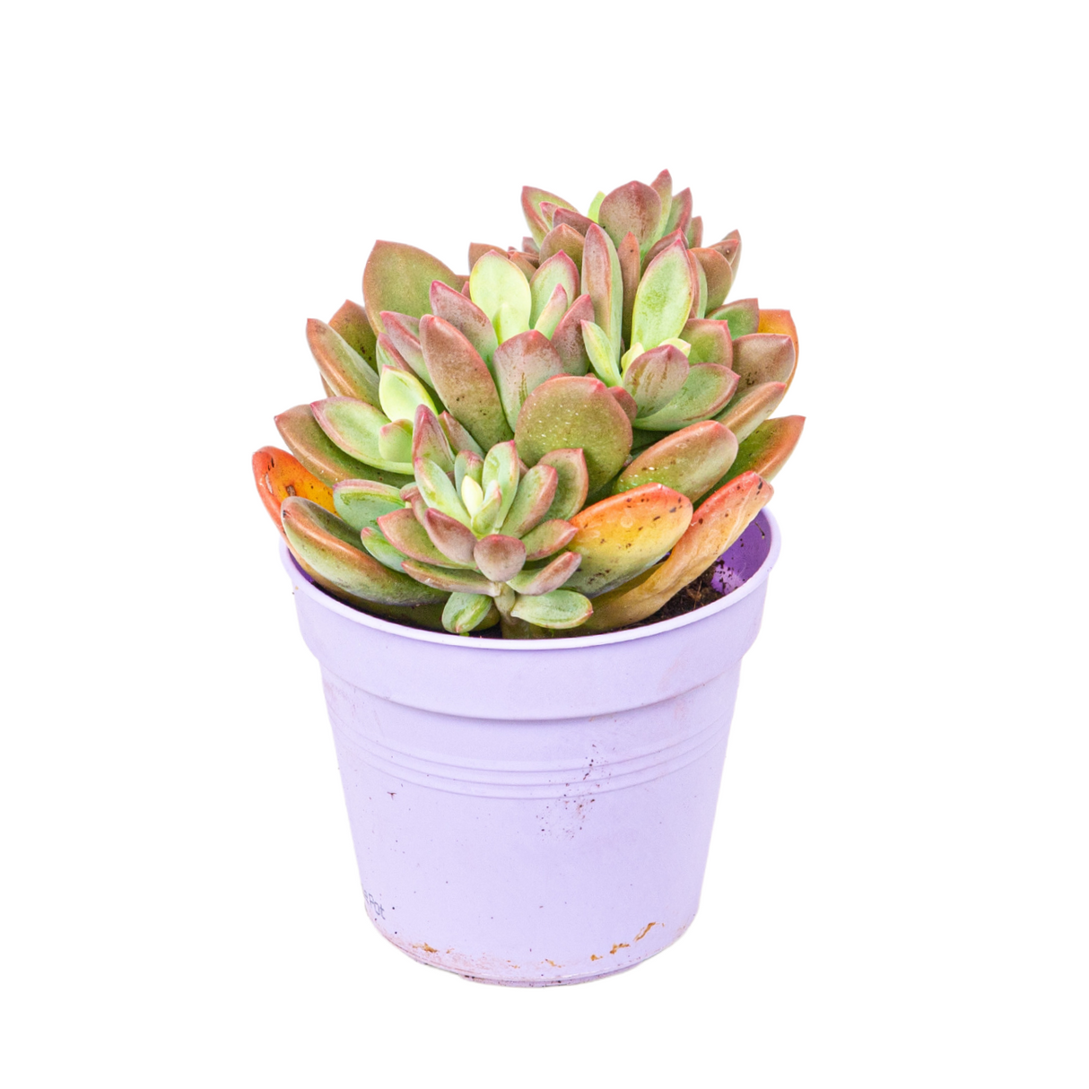 Echeveria Succulent 10.5cm Pot - Assorted