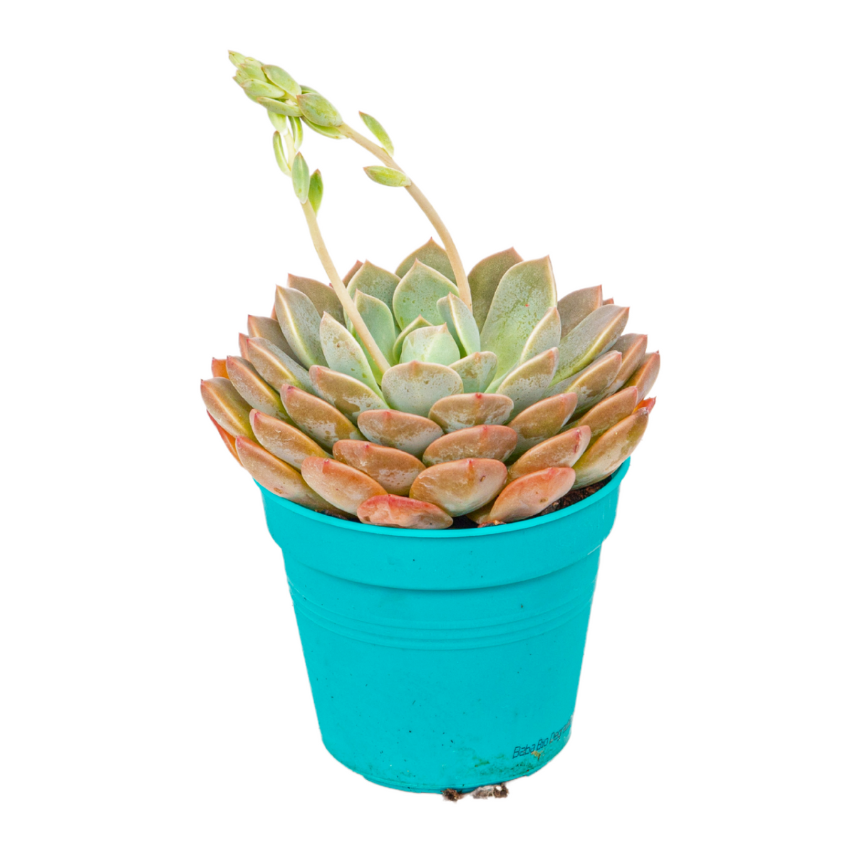 Echeveria Succulent 10.5cm Pot - Assorted
