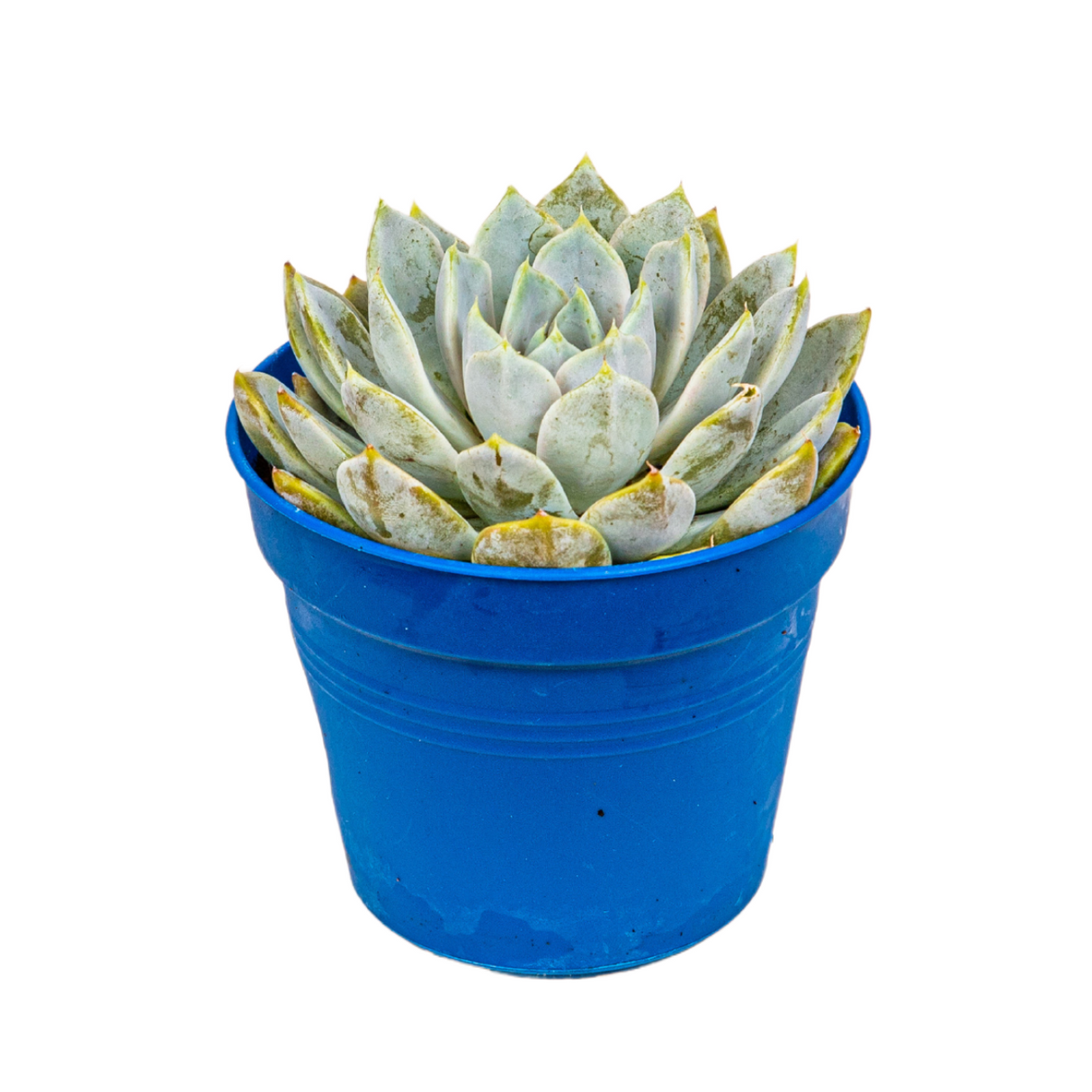 Echeveria Succulent 10.5cm Pot - Assorted