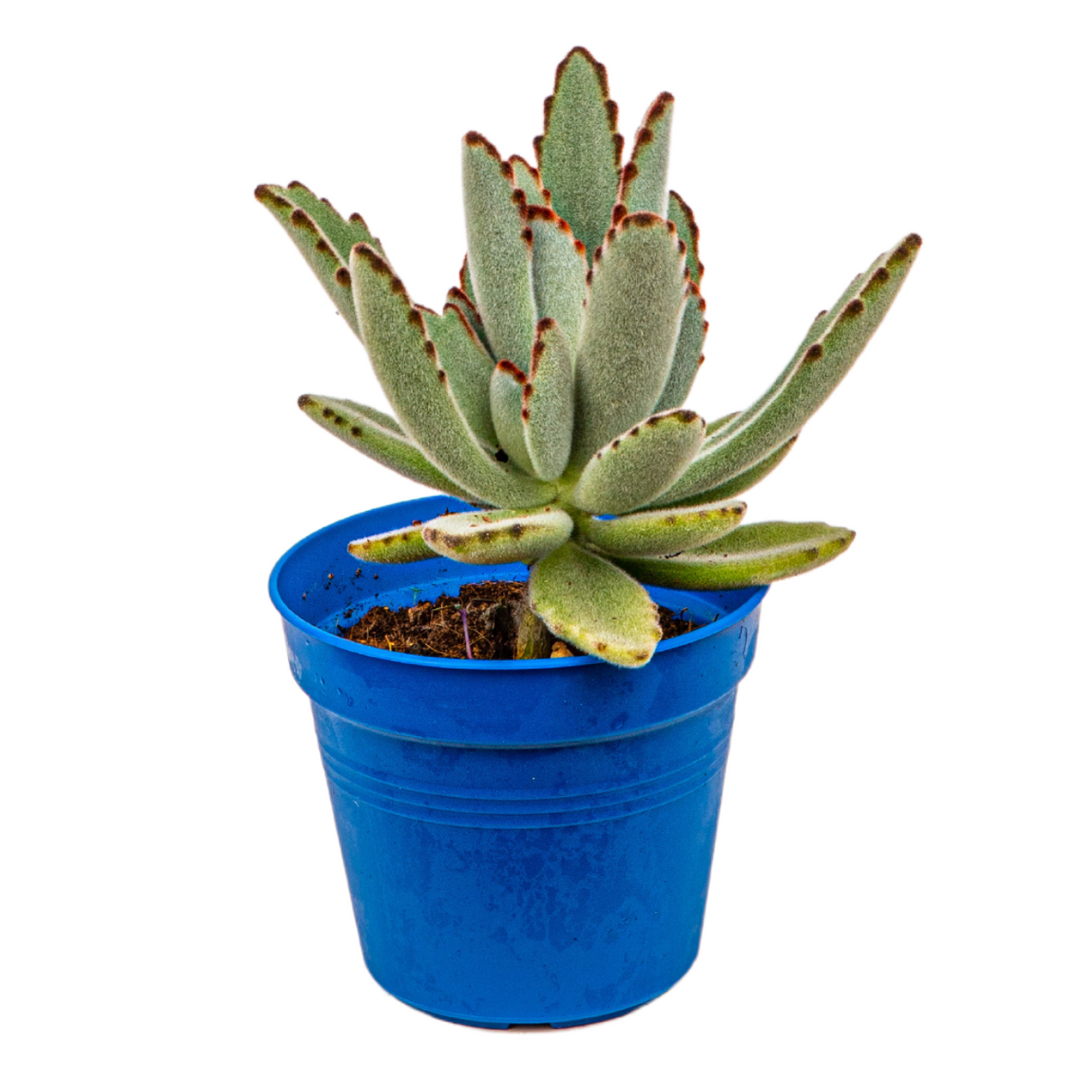 Echeveria Succulent 10.5cm Pot - Assorted