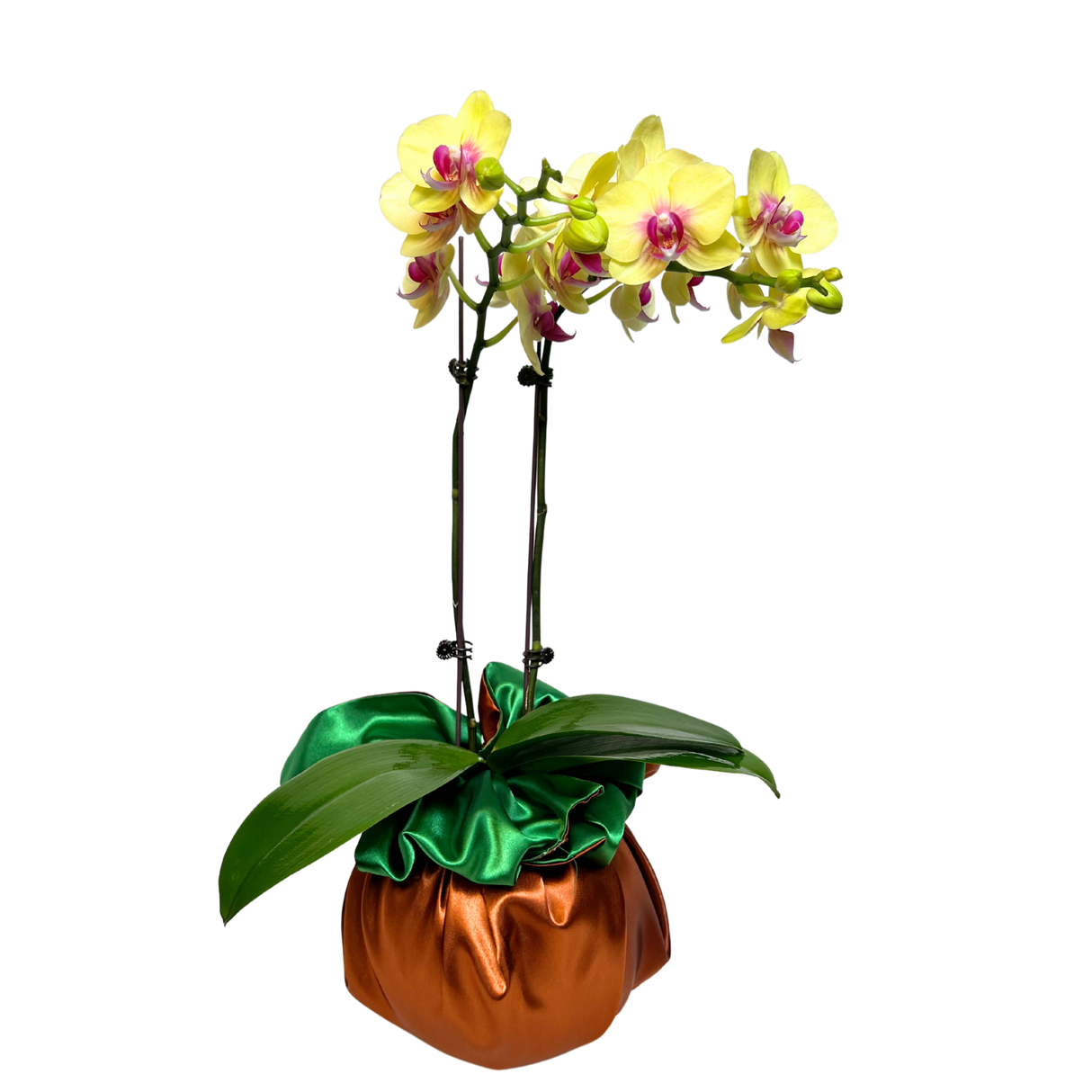Elegant Verdure (1 Double stem) - Orchid Phalaenopsis