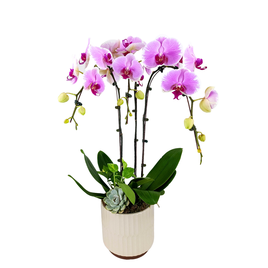 Emerald Isle (3 Single Stem) - Orchid Phalaenopsis