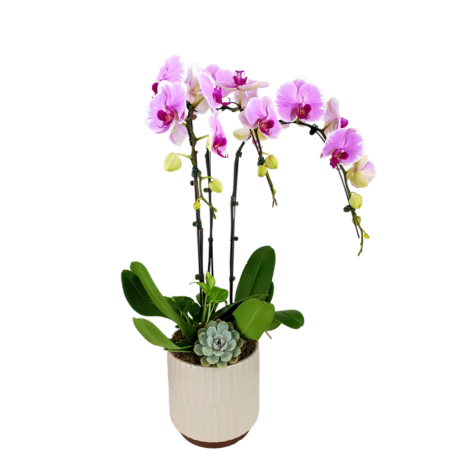 Emerald Isle (3 Single Stem) - Orchid Phalaenopsis