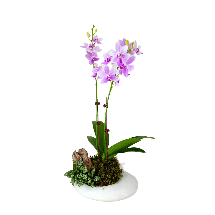 Eternal Meadow (1 Double Stem) - Orchid Phalaenopsis