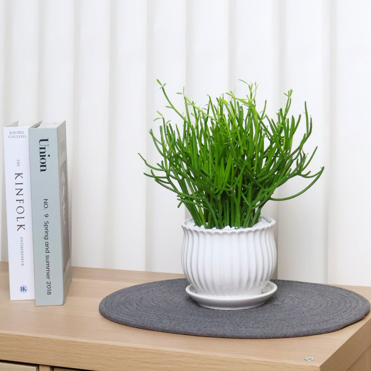 Euphorbia Tirucalli in Ceramic Pot