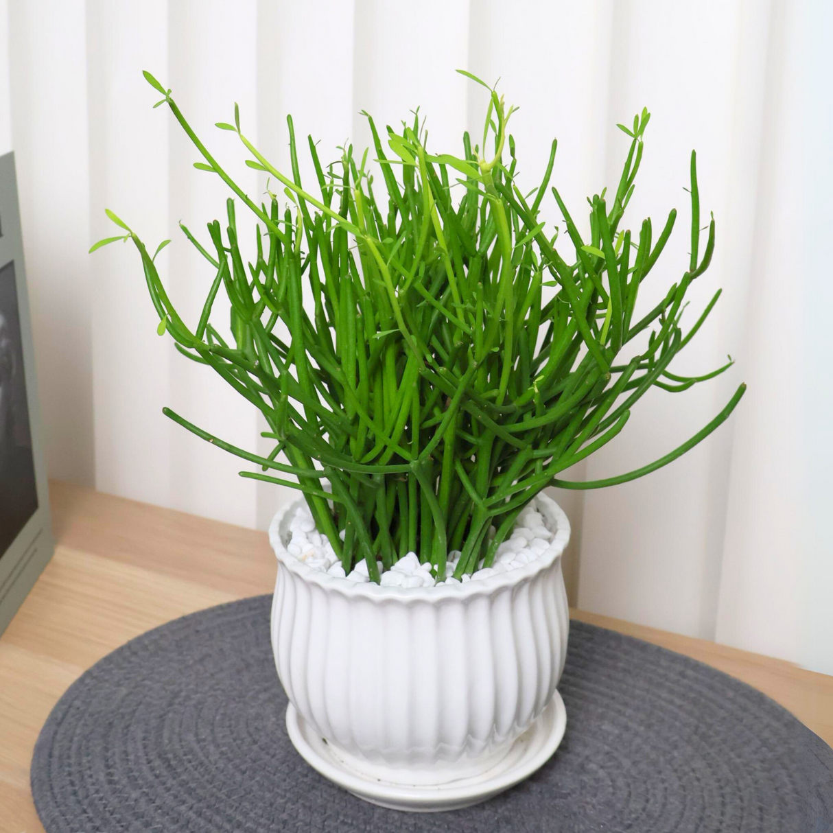 Euphorbia Tirucalli in Ceramic Pot
