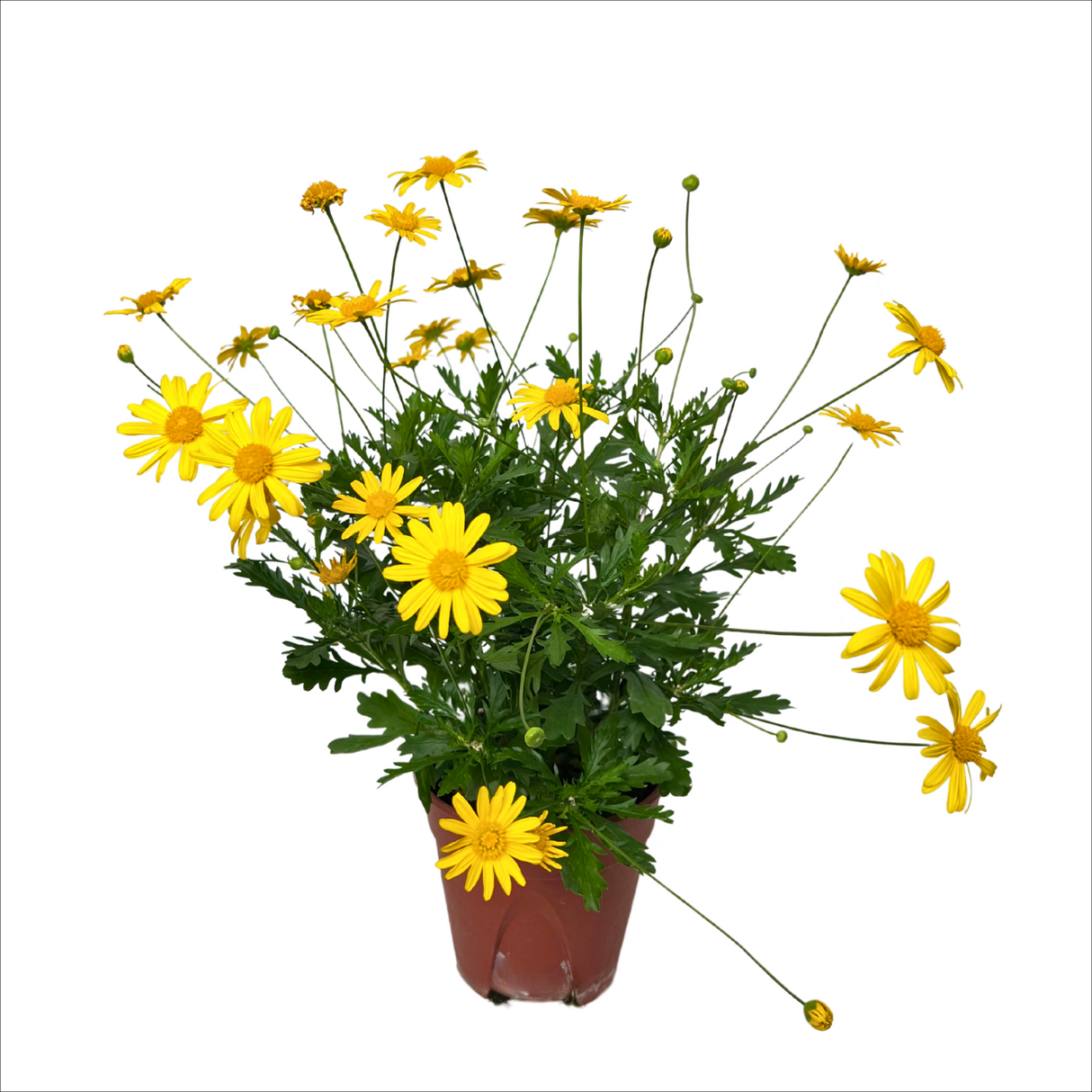 Euryops Flowering Plant