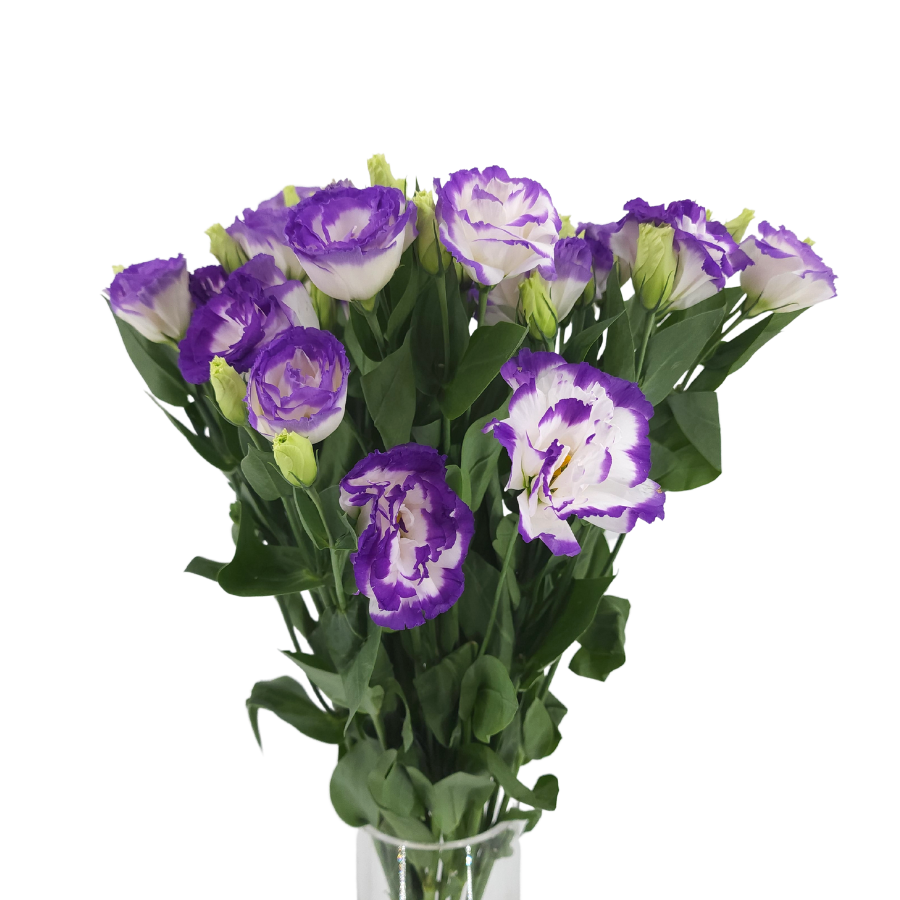 Eustoma (Vietnam)
