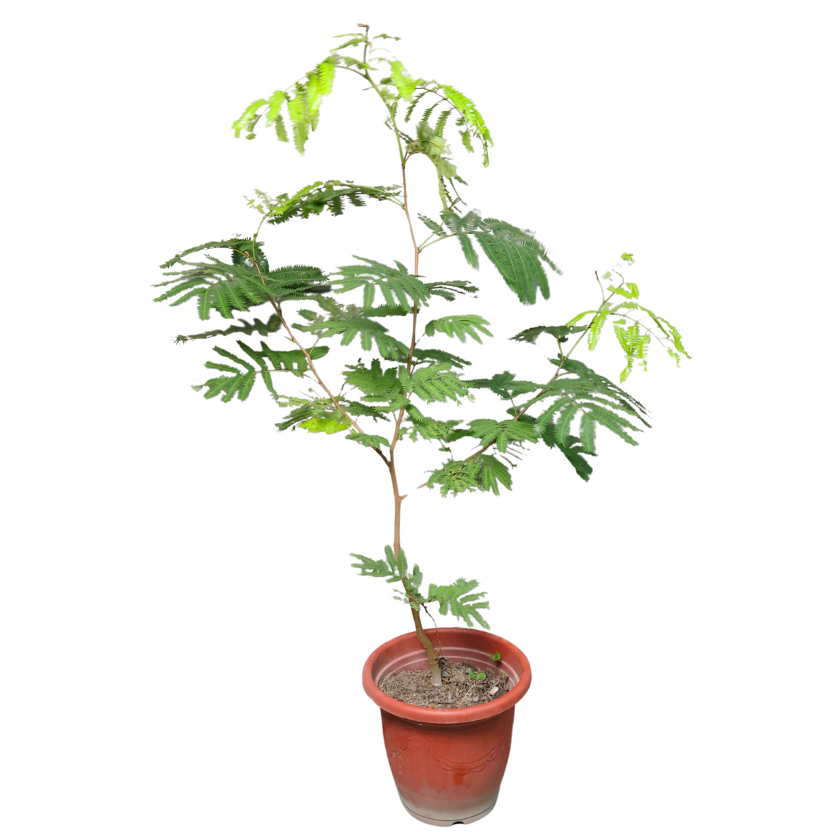 Everfresh Tree in Ceramic Pot (1.75m)