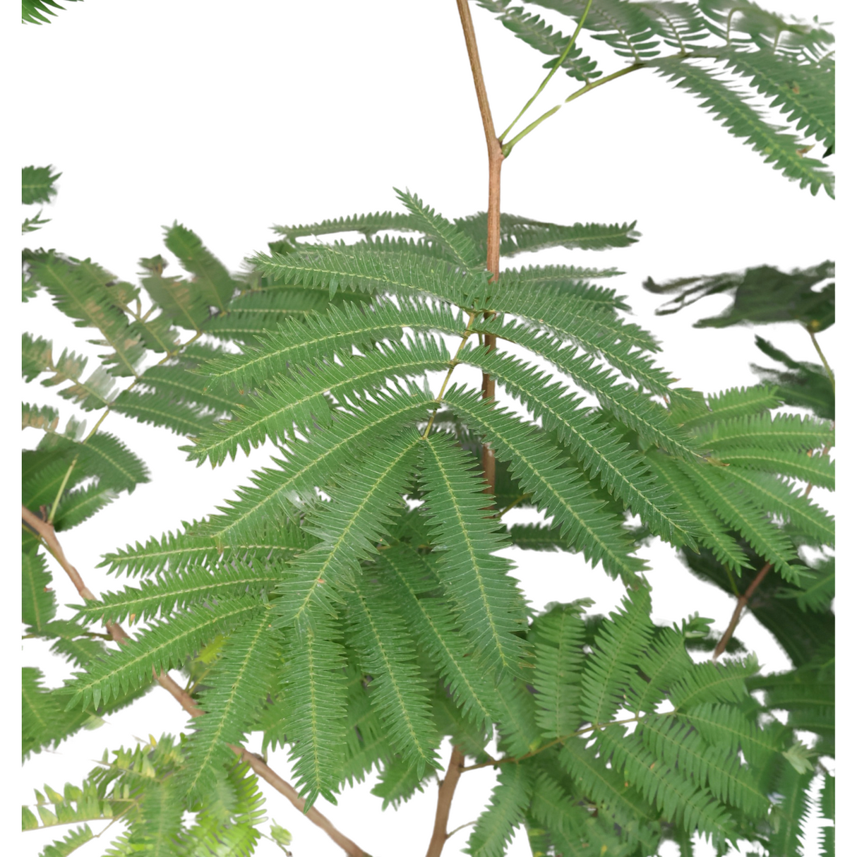 Everfresh Tree in Ceramic Pot (1.75m)