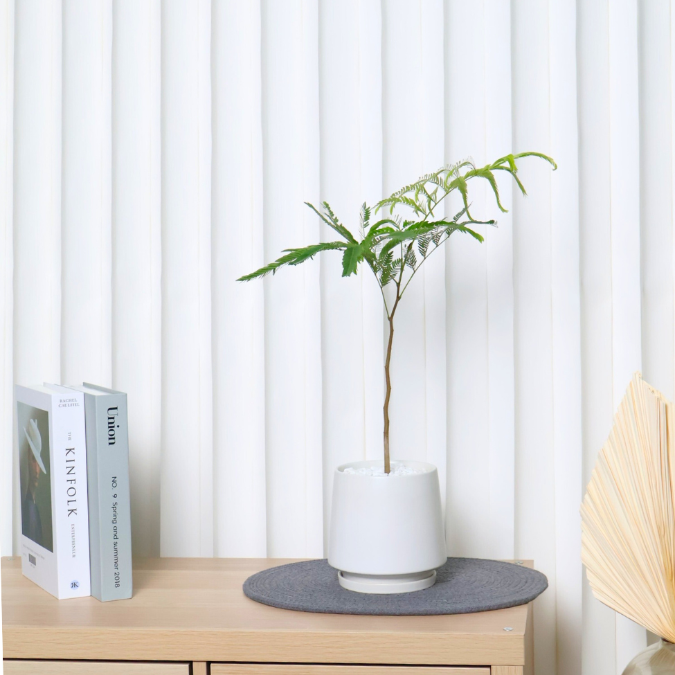 Everfresh Tree in Ceramic Pot