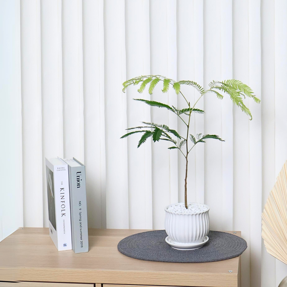 Everfresh Tree in Ceramic Pot