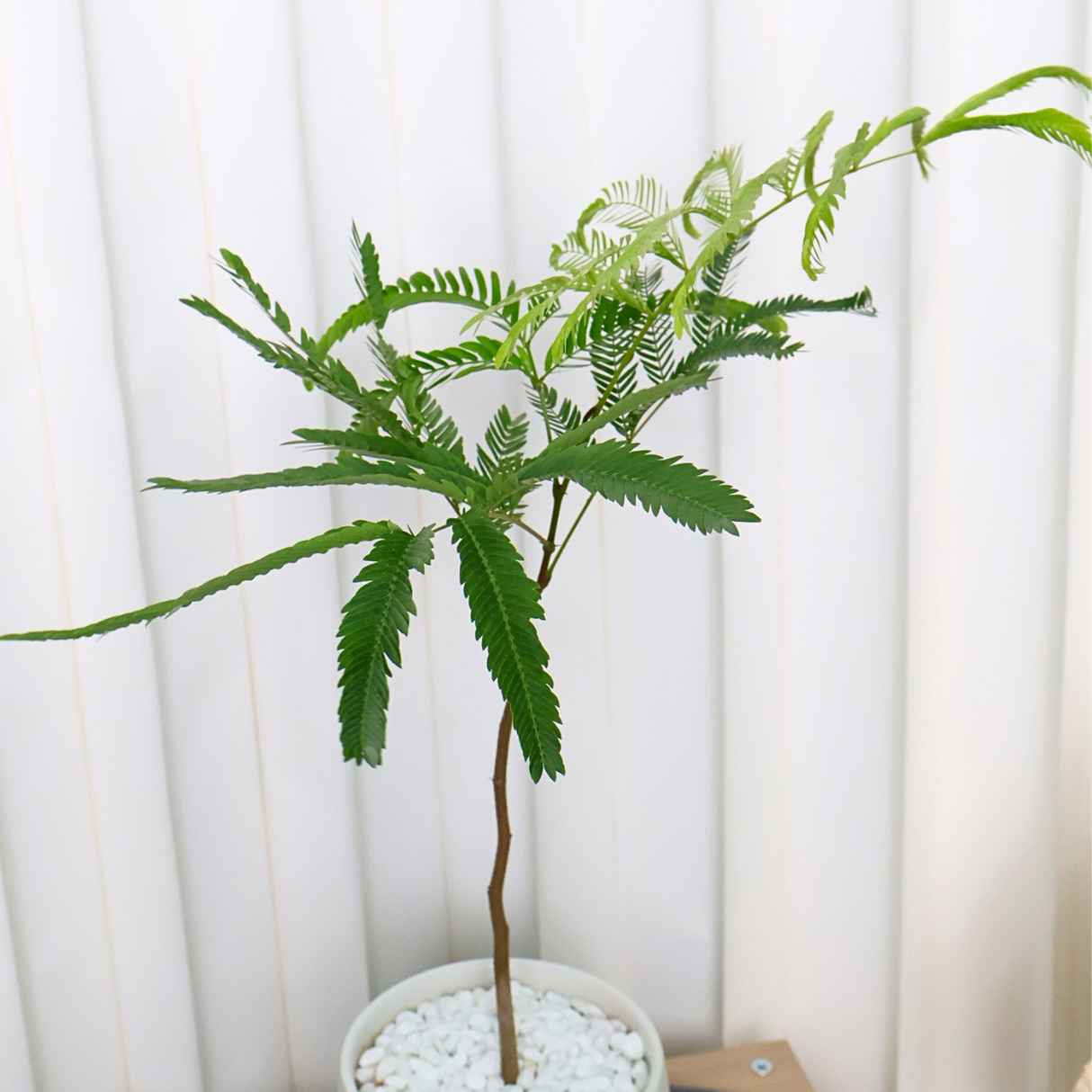 Everfresh Tree in Ceramic Pot