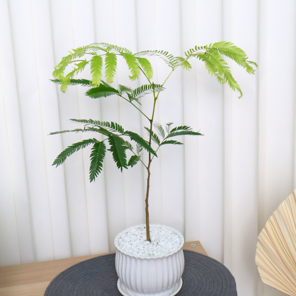 Everfresh Tree in Ceramic Pot