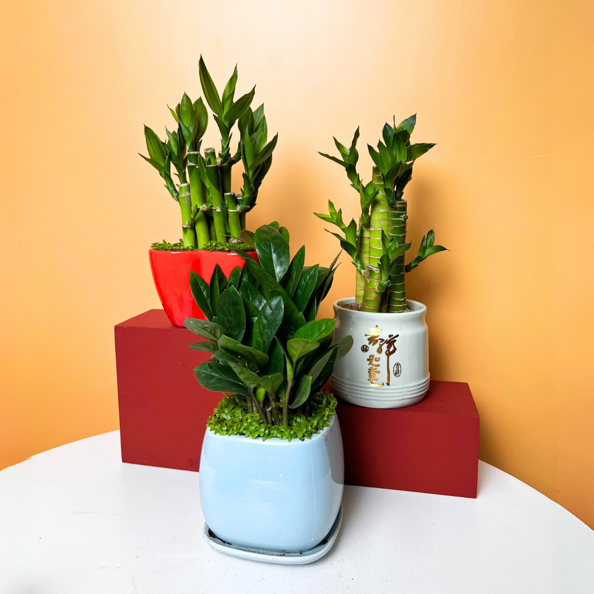 Prosperity Plant - Assorted Design