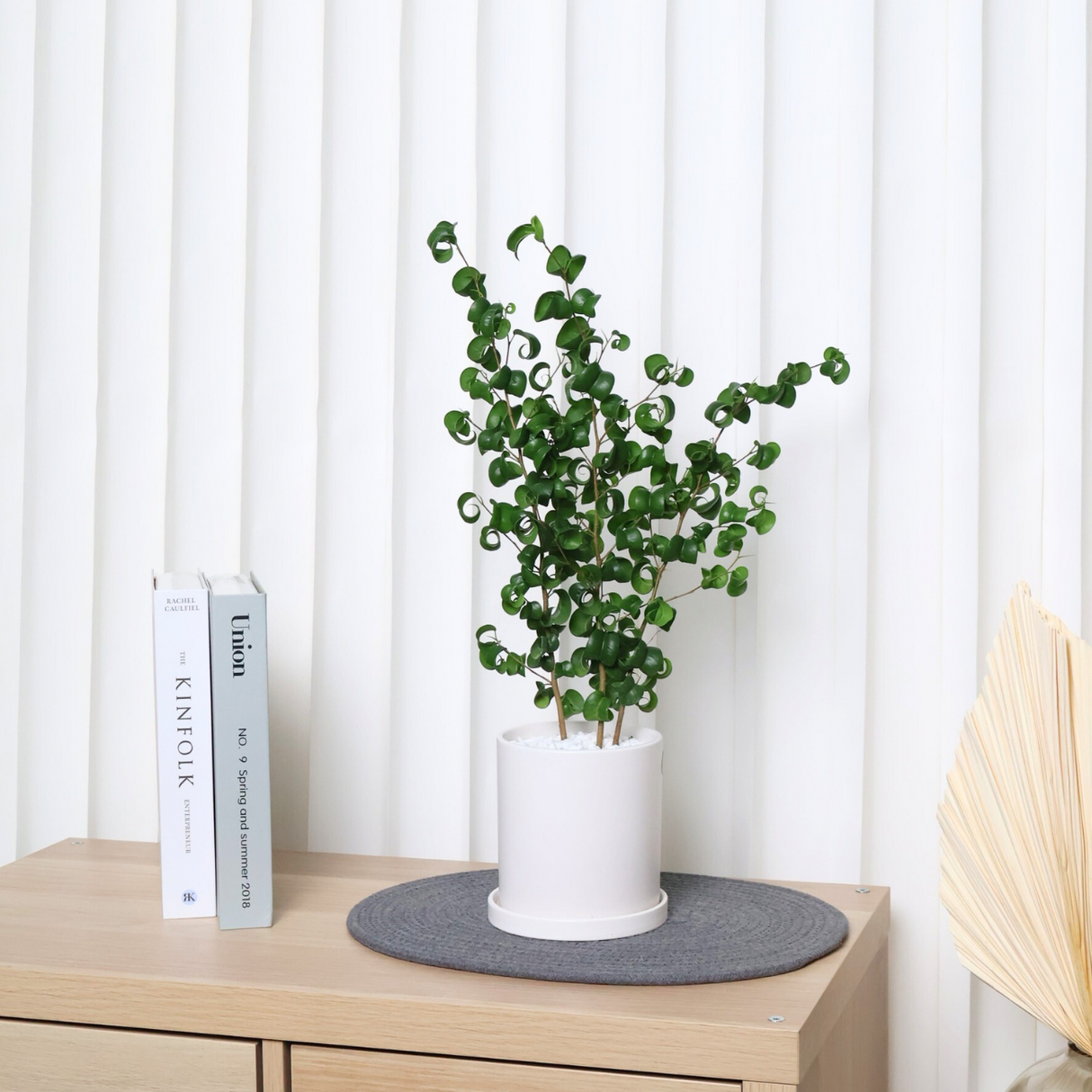 Ficus Benjamina Barok in Ceramic Pot