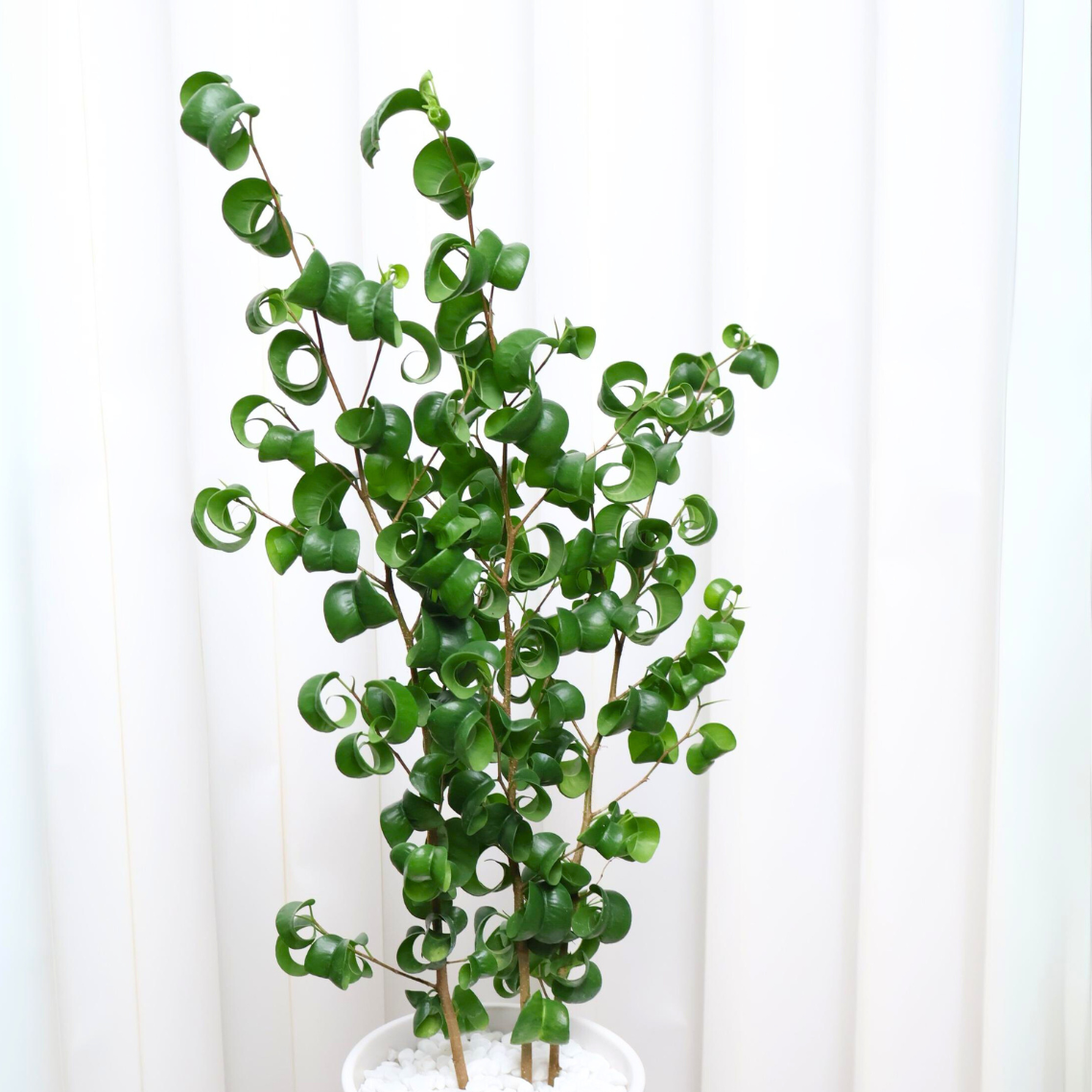 Ficus Benjamina Barok in Ceramic Pot