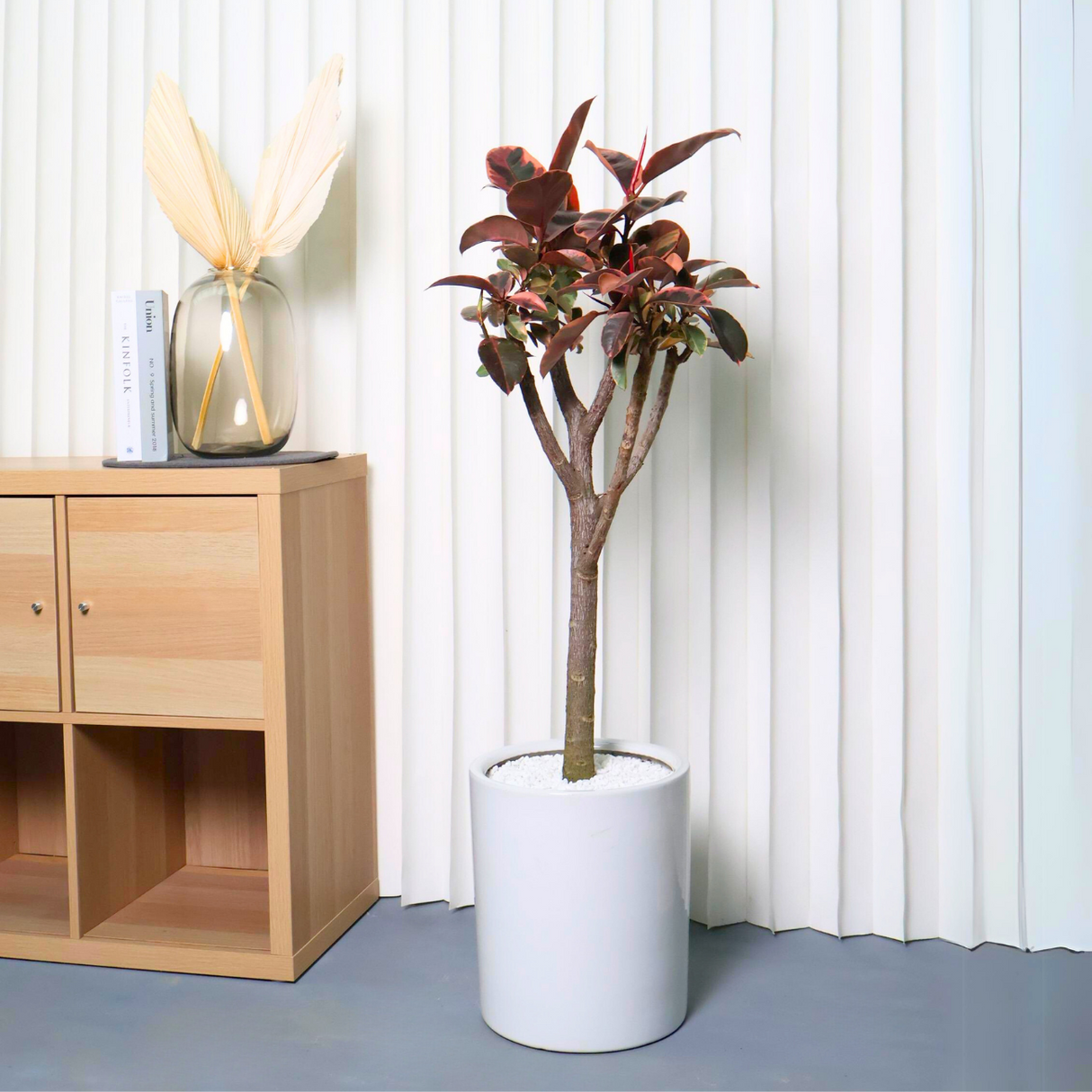 Ficus Elastica Ruby (Rubber Plant) in Ceramic Pot (1.2m)