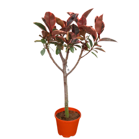 Ficus Elastica (Rubber Plant) in Ceramic Pot (1.9m)