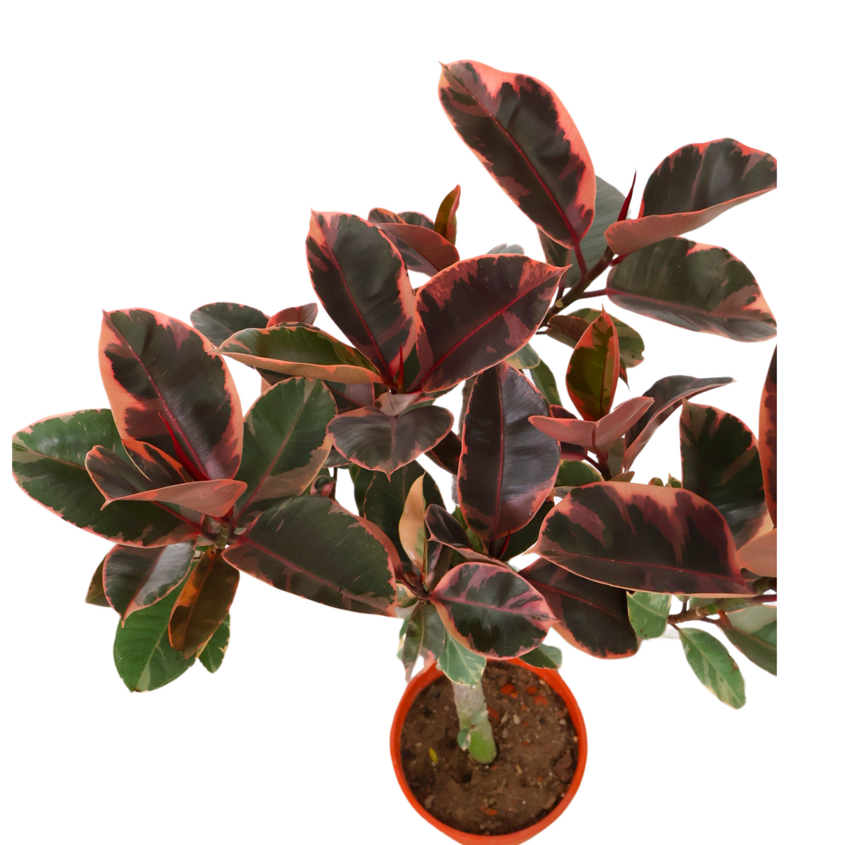 Ficus Elastica Ruby (Rubber Plant) in Ceramic Pot (1.2m)