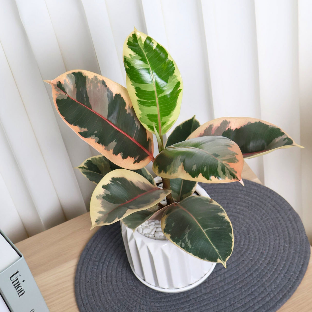 Ficus Elastica in Ceramic Pot