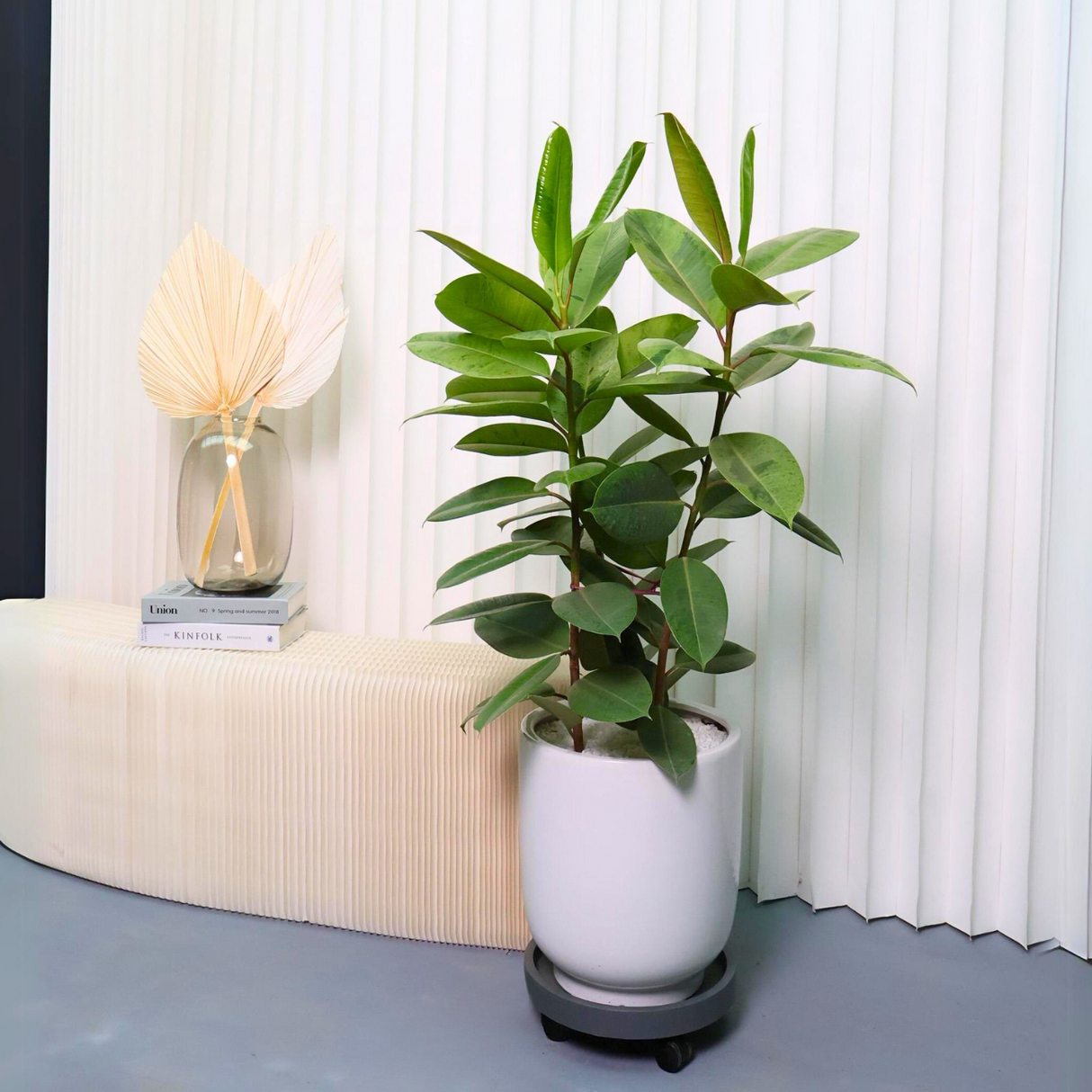 Ficus Elastica Shivereana in Ceramic Pot (1.1m)