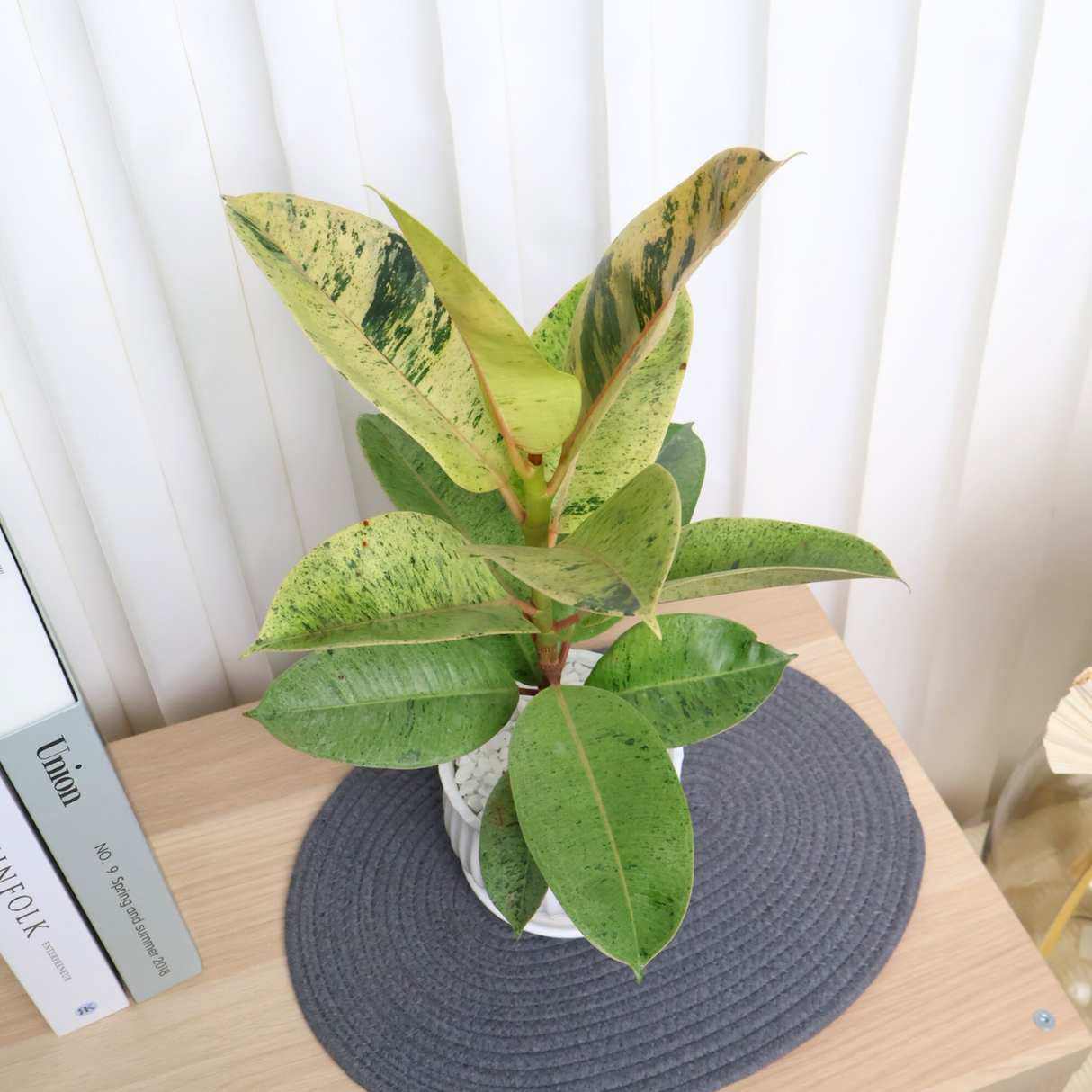 Ficus Elastica Shivereana in Ceramic Pot