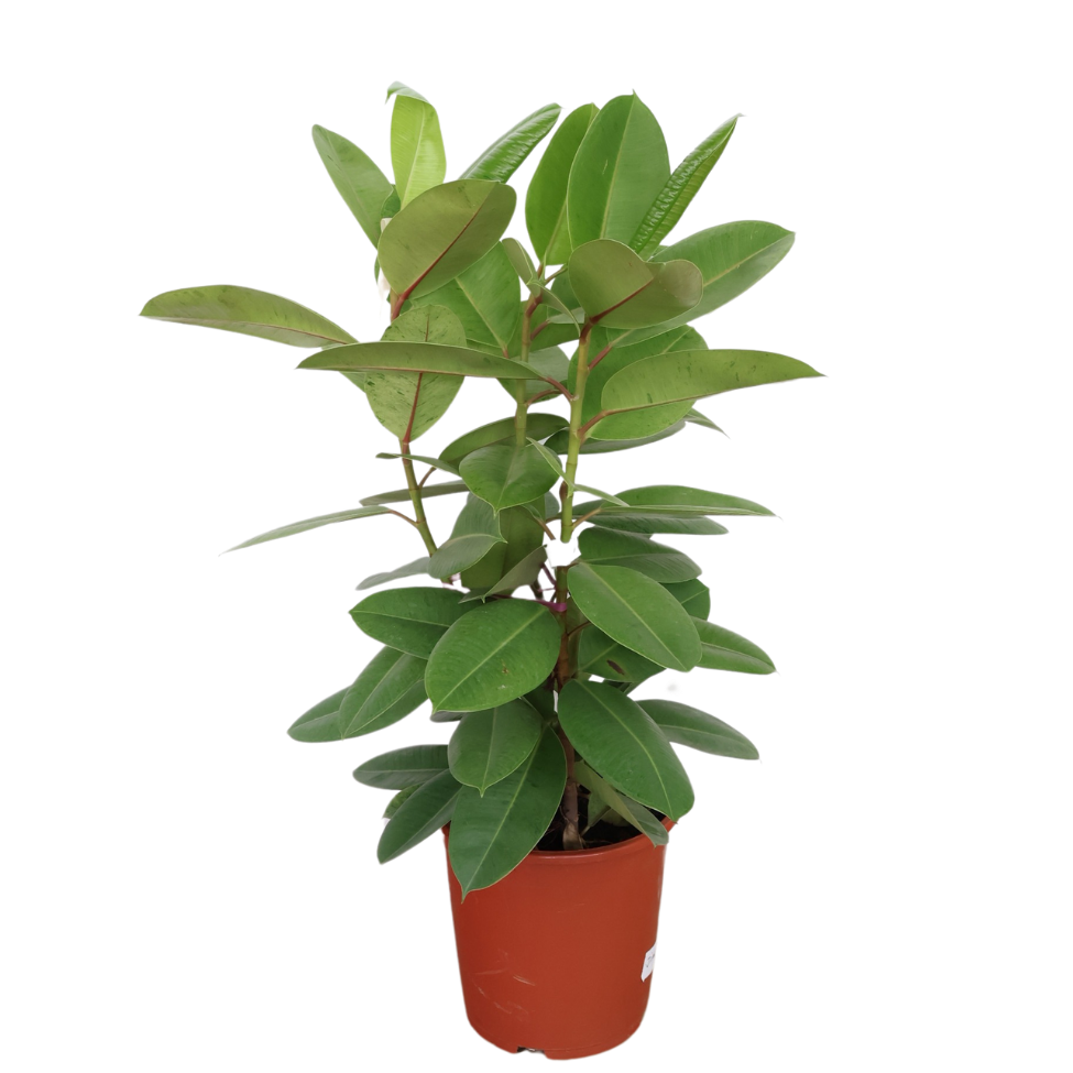 Ficus Elastica Shivereana