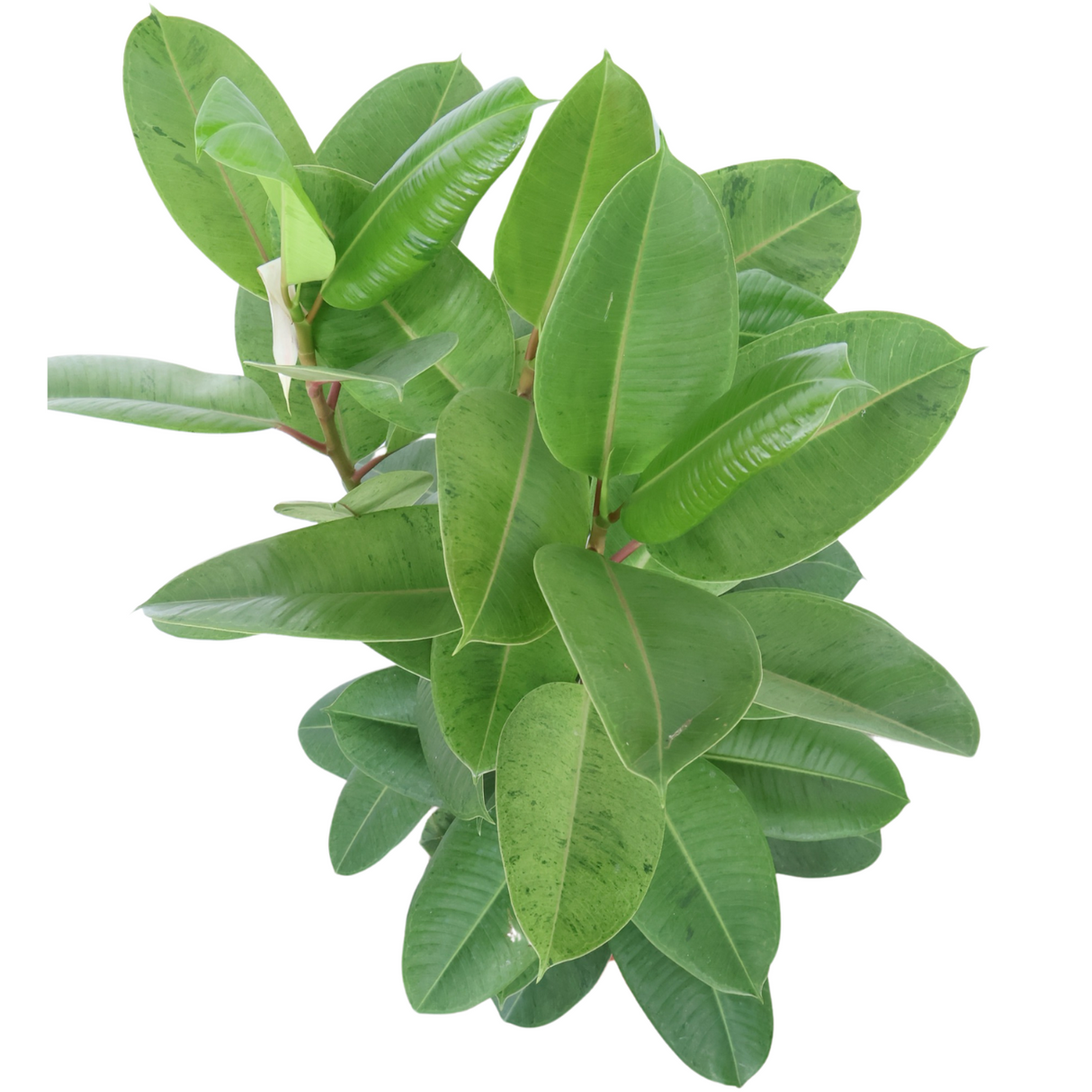Ficus Elastica Shivereana in Ceramic Pot (1.1m)